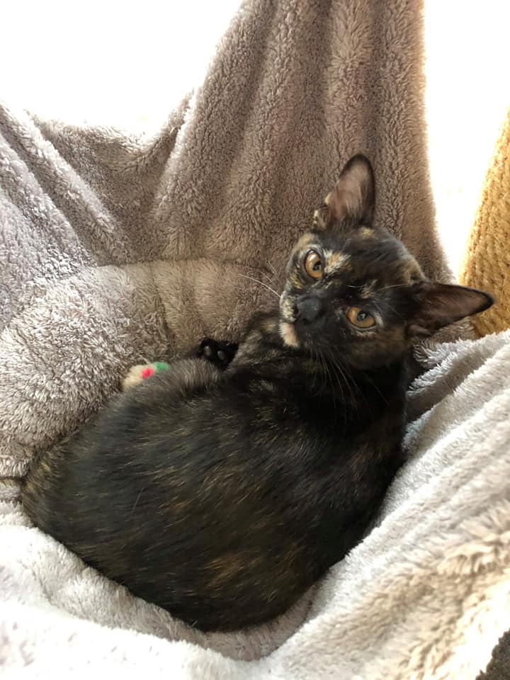 Bella